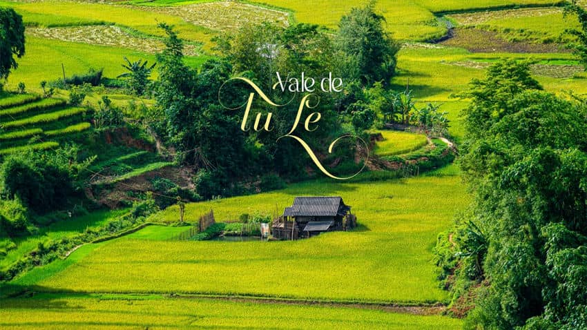 Tu Le