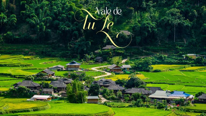 Tu Le