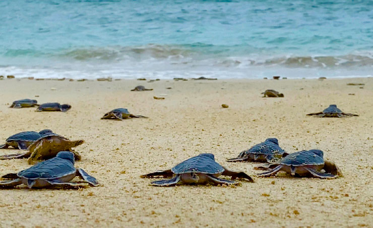 Tartarugar na ilha de Con Dao